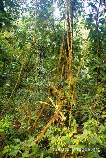 rain forest scene Panama