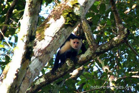 Capuchin monkey tree
