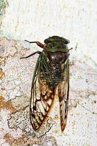 Cicada - Photo