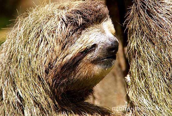 three-toed sloth face