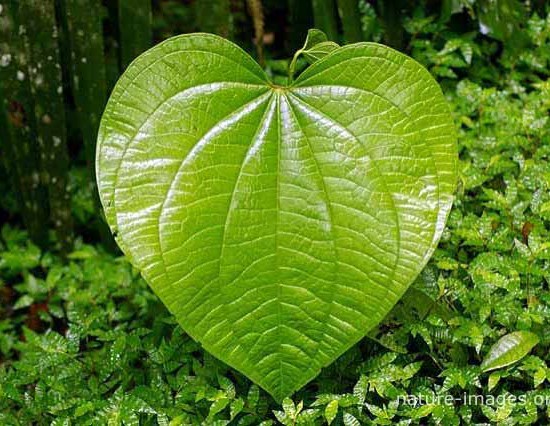 Huge green heart shaped leaf