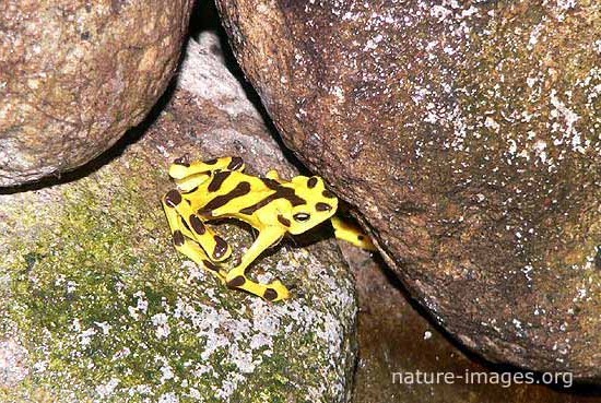 Panamanian golden frog