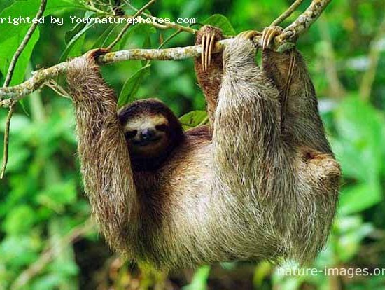 three-toed sloth tree