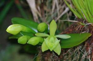 Green-orchid Epidendrum Barbeyanum