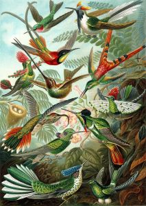 Haeckel Hummingbirds