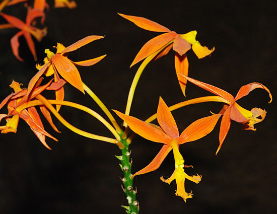 Orange Orchid flowers photo taken in  Panama