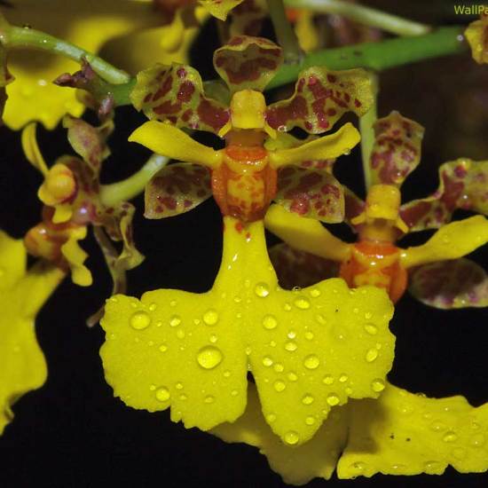 Yellow Orchids Panama