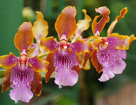 Beautiful Bi colored Orchid Flowers 