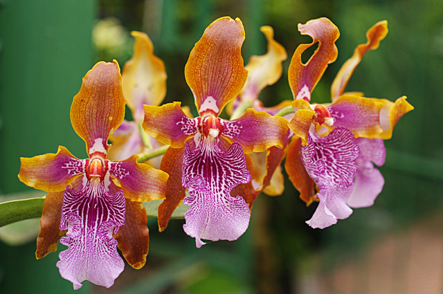 Beautiful Bi colored Orchid Flowers