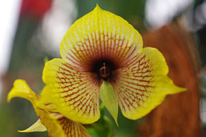 Telipogon Orchids