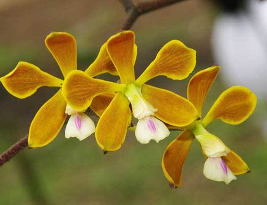 Yellow  Orchids Picture