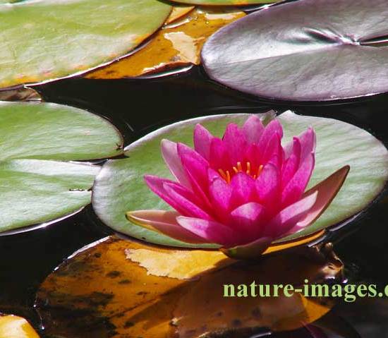 Aquatic plant with lotus flower