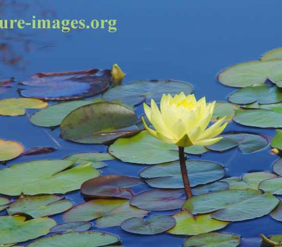 Aquatic plant with yellow flower