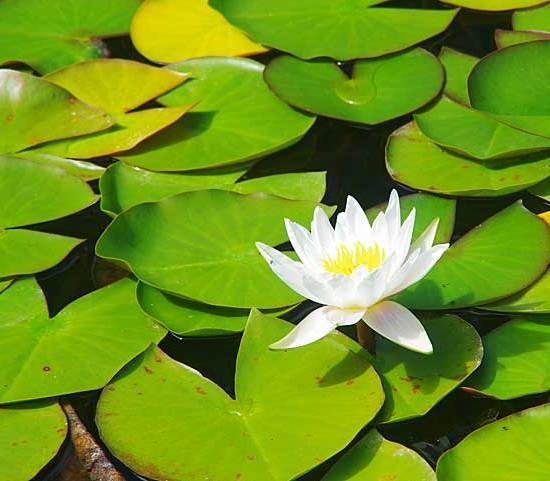 Aquatic plant with white flower