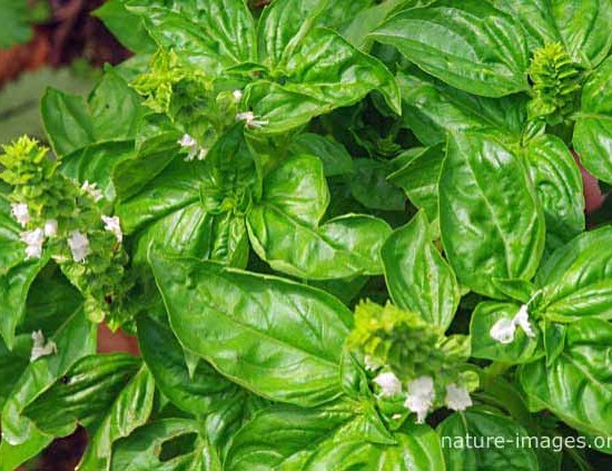 Basil Garden Herb Photo