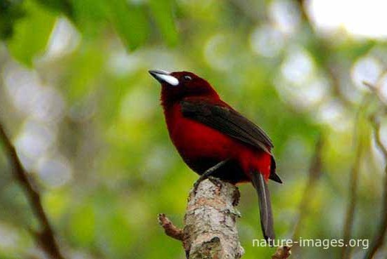 Crimson-backed-tanager