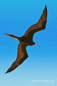 Frigatebird Photo Panama