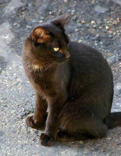 Black Cat Sitting Looking Back