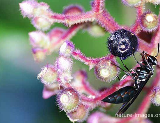 Big Black Wasp