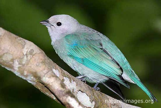 Baby Blue Grey Tanager