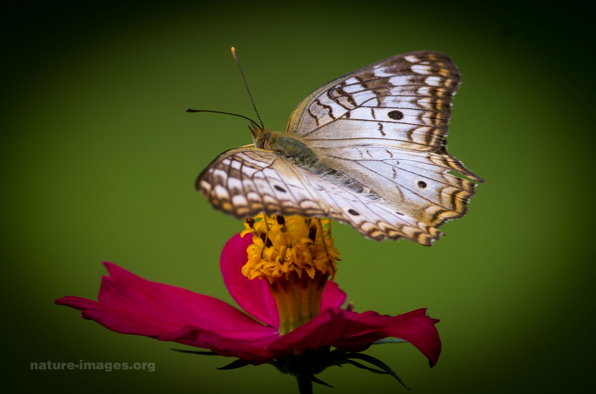 White Peacock Butterfly