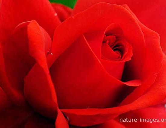 Red Rose Photo Closeup