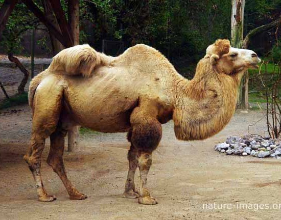  two-humped camel