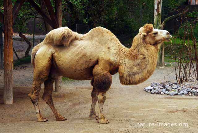 two-humped camel – Nature-images.org