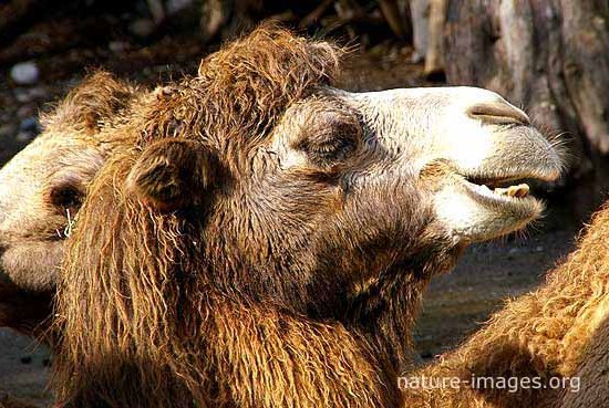 Camel Face Closeup