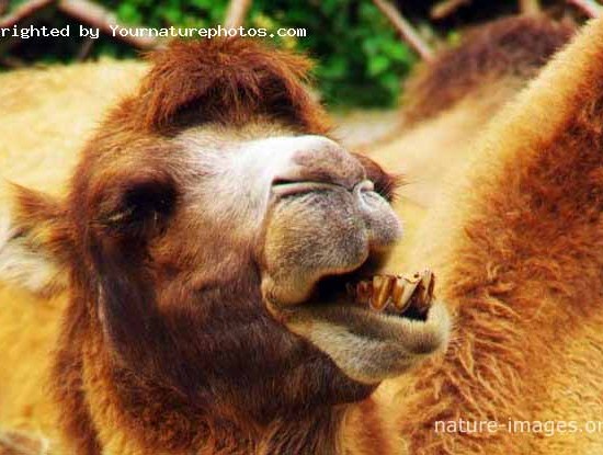 Camel teeth