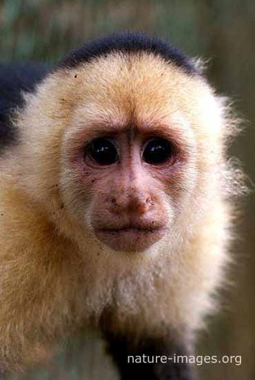 Capuchin monkey face