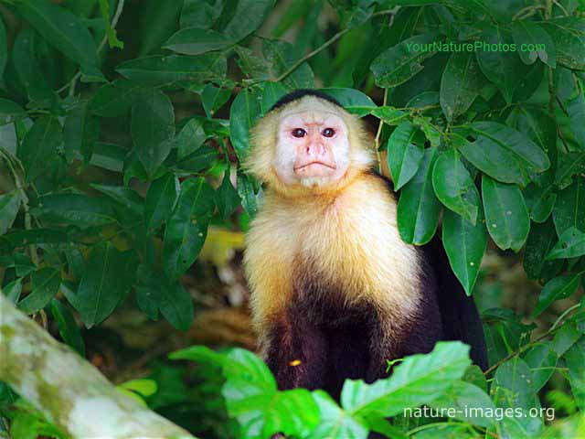 Capuchin monkey