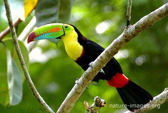 Rainbow-billed toucan photo