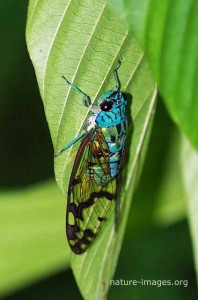 Cicada - Image taken in Panama