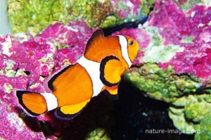 Clownfish or anemonefish