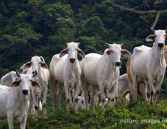 Zebu Cattle Photo