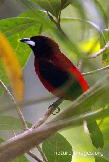 Crimson-backed-tanager