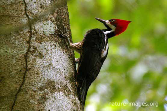 Crimson-Crested-Woodpecker