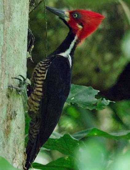 Crimson-Crested-Woodpecker 