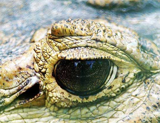 Crocodile Eye Closeup