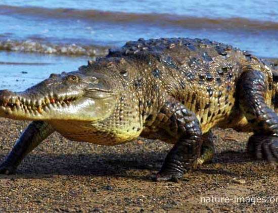 Saltwater Crocodile Coiba