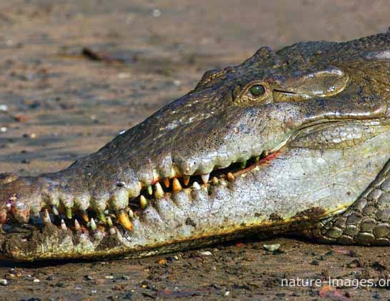 Saltwater Crocodile closeuop