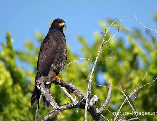 Black Hawk on Tree