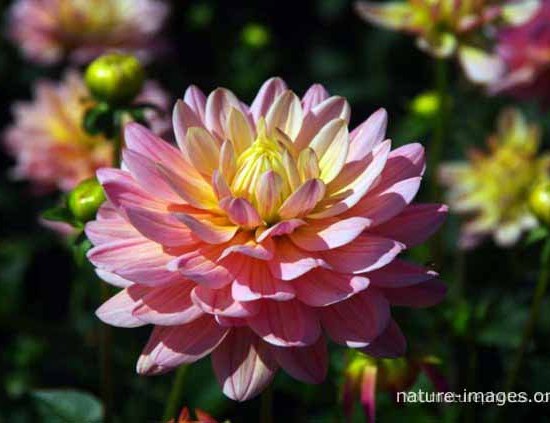 Yellow and Pink Dahlia