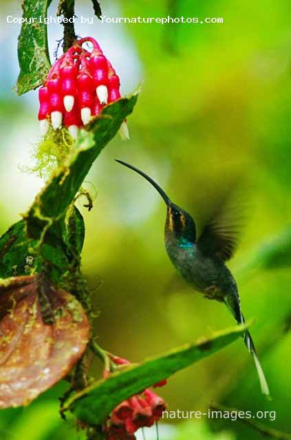 Green Hermit Hummingbird