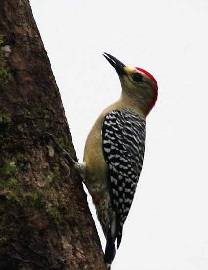 Red-crowned Woodpecker 