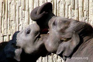 Elephants Playing