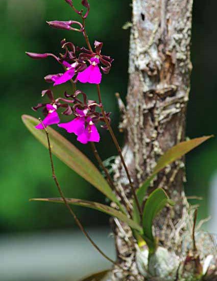 Encyclia cordigera orchid photos taken in Panama