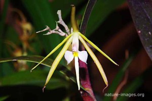 Epidendrum Nocturnum Orchid