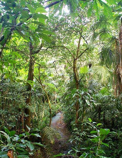Jungle Scene Panama